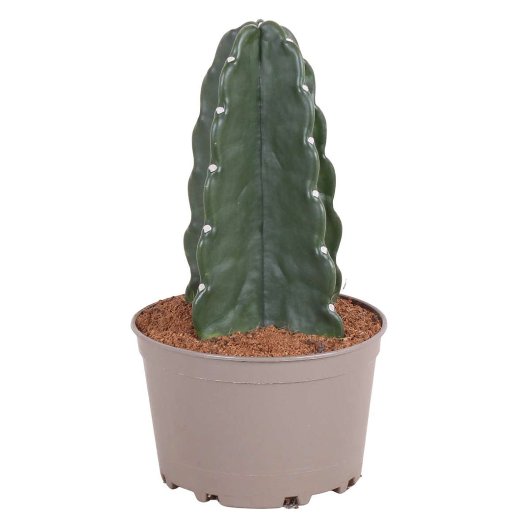 Cereus jamacaru - Kaktus 'Cuddly' - FloraStore