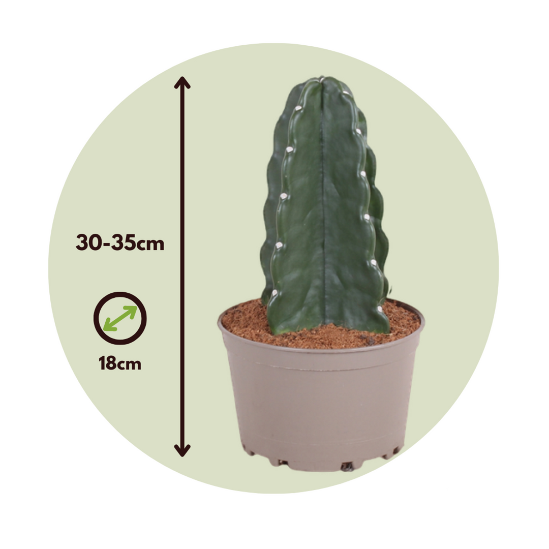 Cereus jamacaru - Kaktus 'Cuddly' - FloraStore