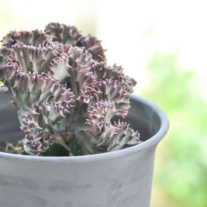 Euphorbia Lactea Cristata / Frankii - Mix van 2