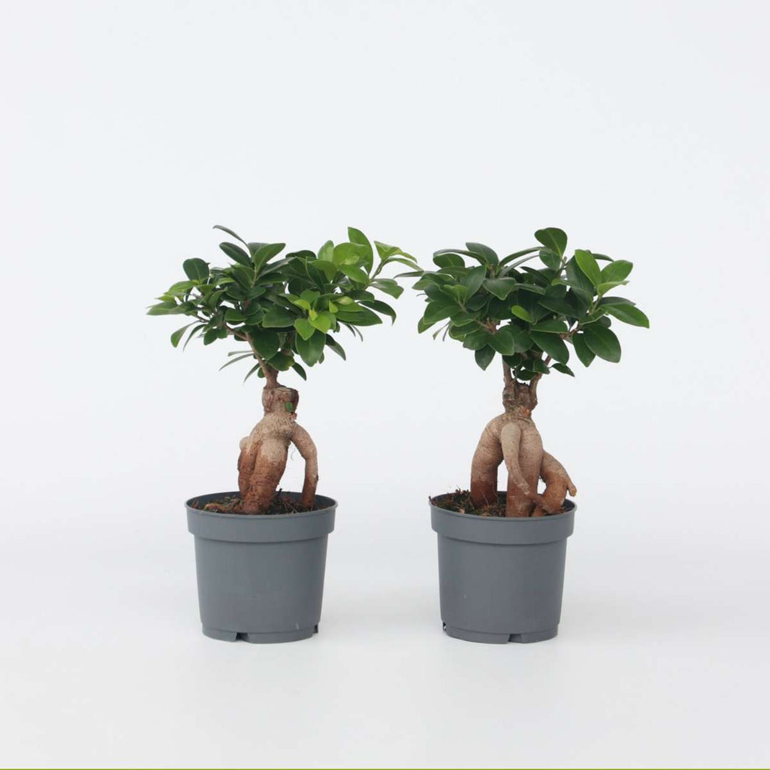 Ficus Ginseng - Japanse Bonsai - Set van 2