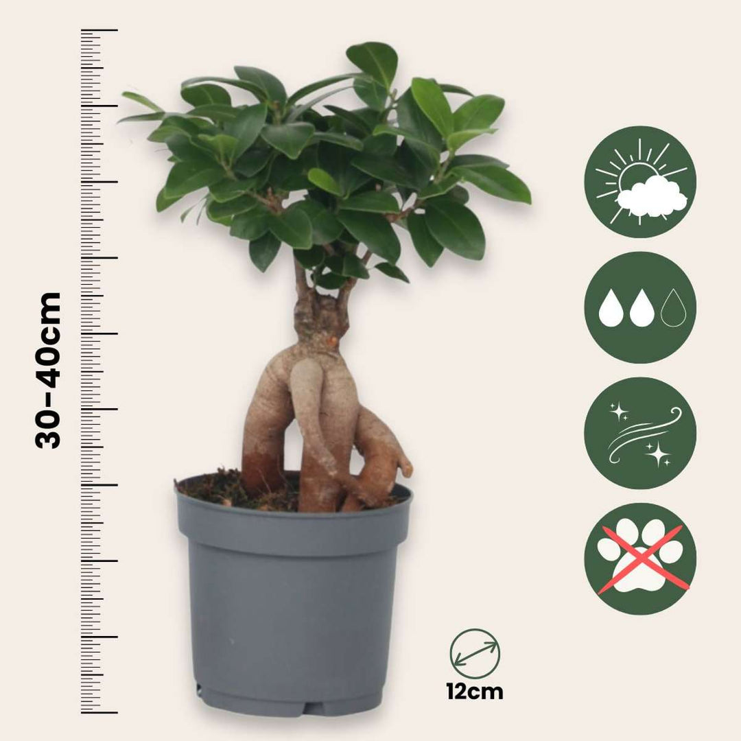 Ficus Ginseng - japanski bonsai - set od 4 komada