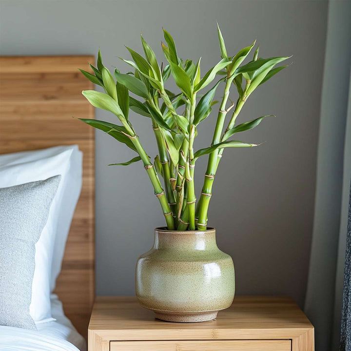 Dracaena sanderiana - Set van 6 - Geluksbamboe