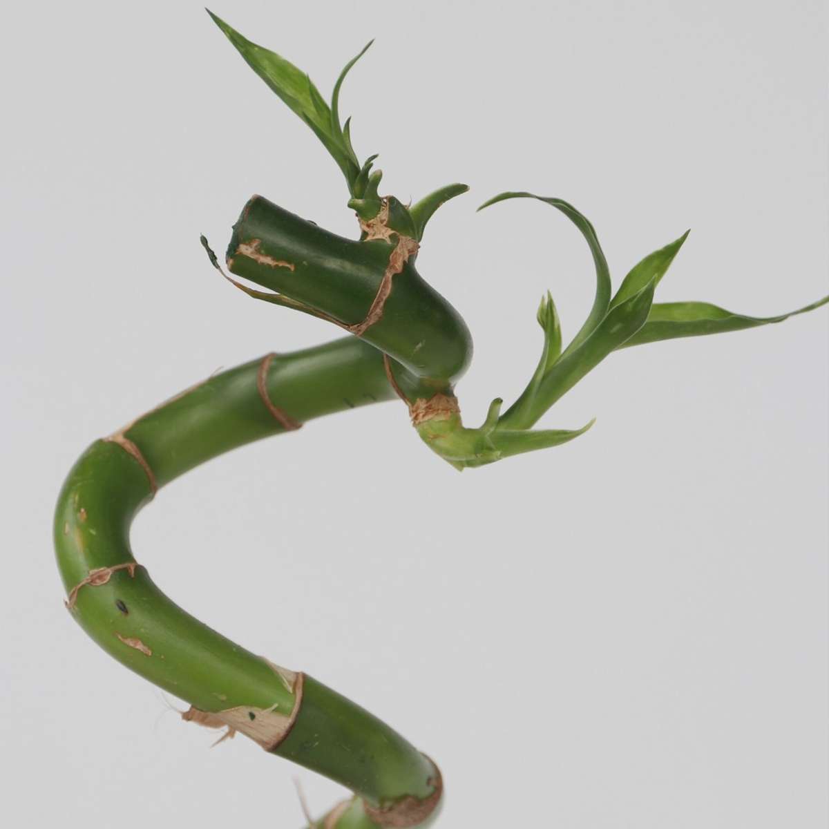 Dracaena sanderiana - 6 vnt. rinkinys - Lucky Bamboo