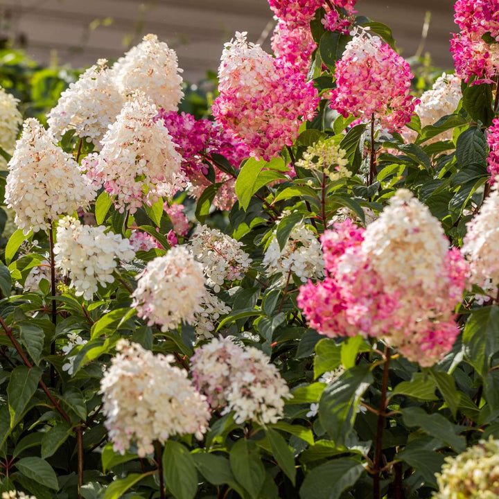 Hortensia Paniculata - Mix van 3 - Tuinplanten