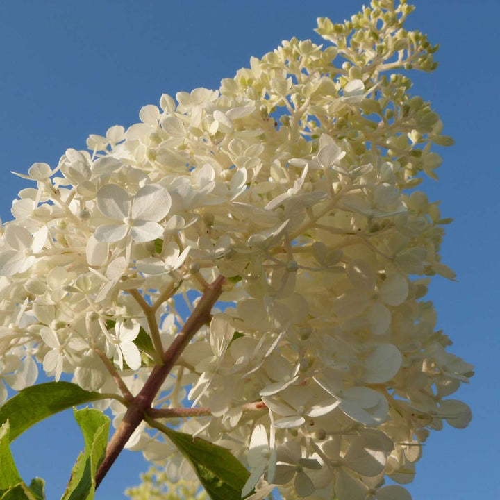 Hortensia Paniculata - Mix van 3 - Tuinplanten