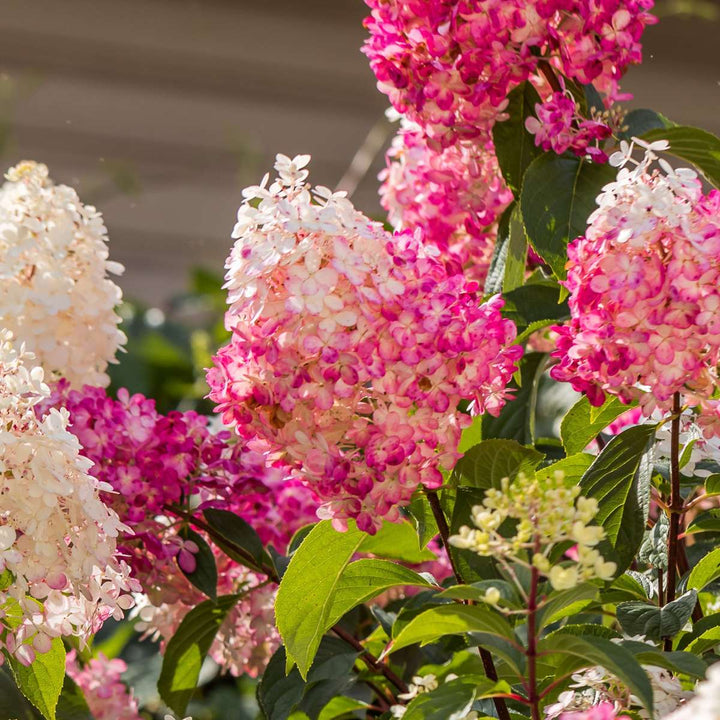 Hortensia Paniculata - Mix van 3 - Tuinplanten