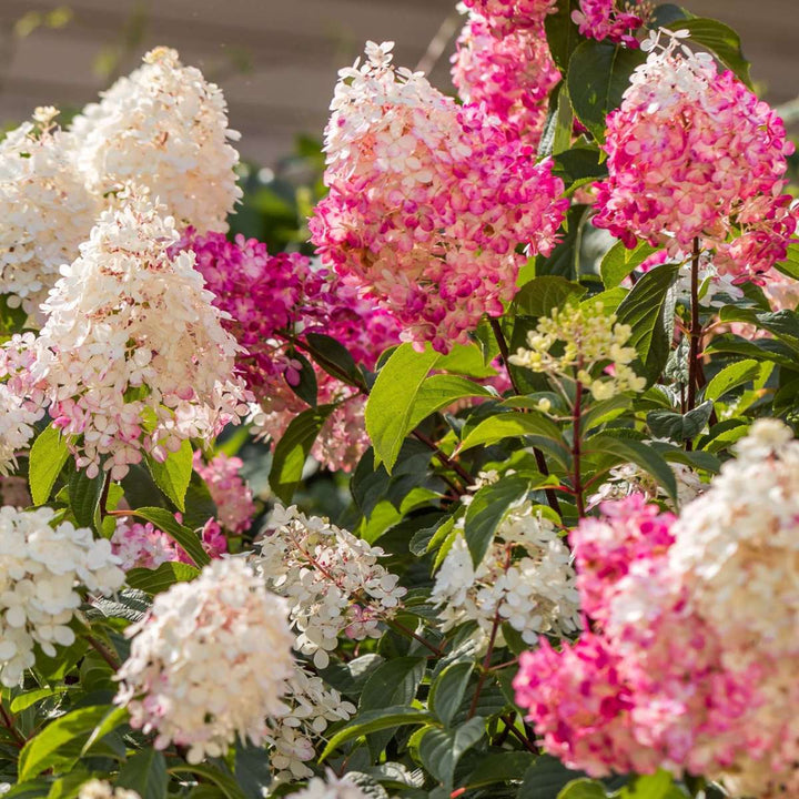 Hortensia Paniculata - Mix van 6 - Tuinplanten