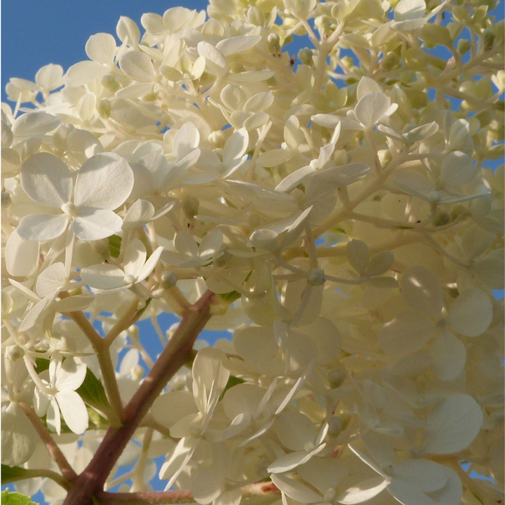 Hortensia Paniculata - Mix van 6 - Tuinplanten