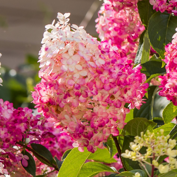 Hortensia Paniculata - Mix van 6 - Tuinplanten