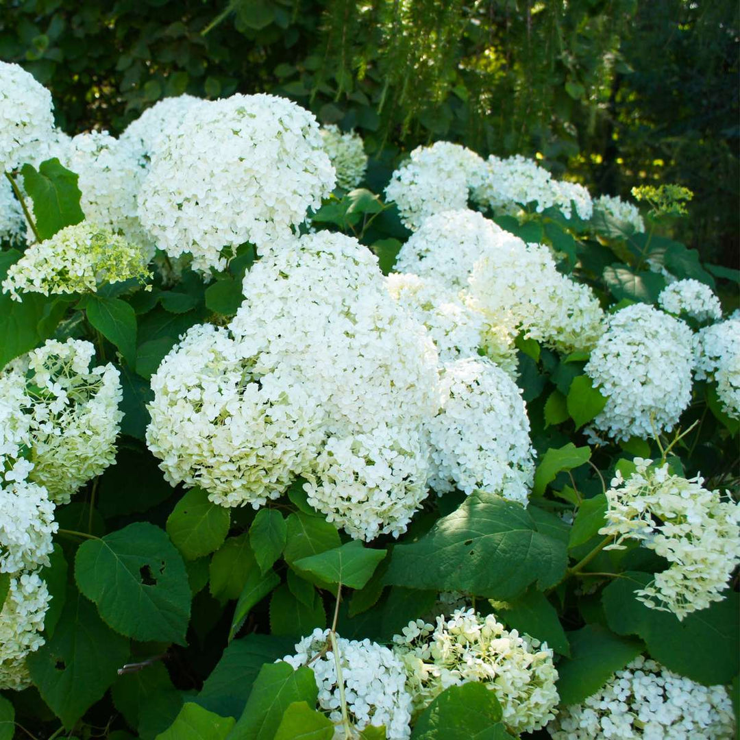 Hortensia Paniculata 'Silver Dollar' - Set van 3