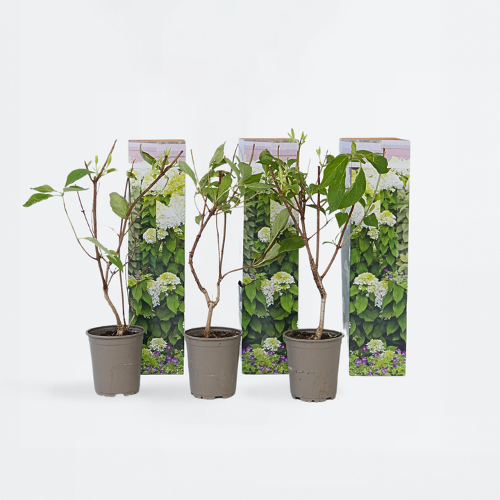 Hortensia Paniculata 'Silver Dollar' - Set van 3