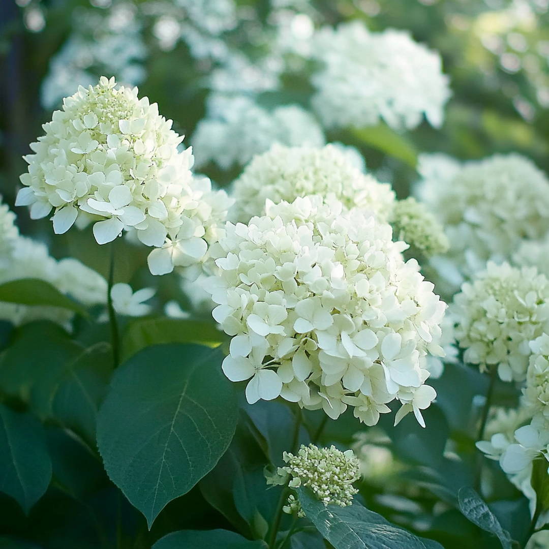 Hortensia Paniculata 'Silver Dollar' - Set van 3