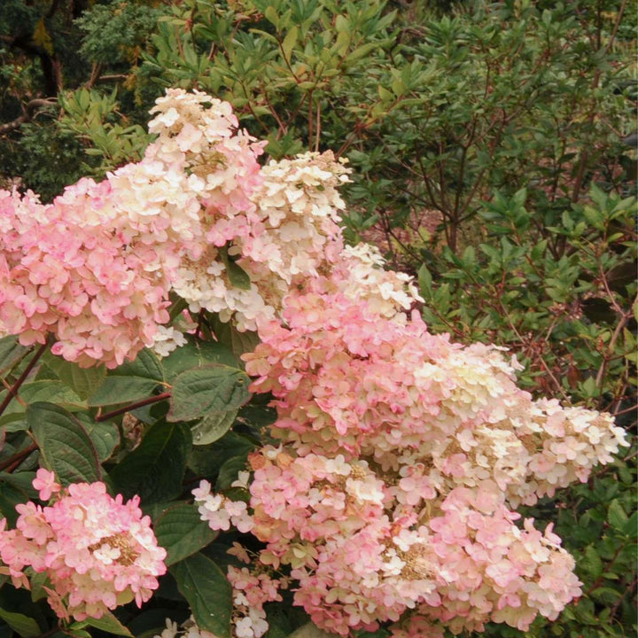 Hortensia Paniculata 'Pink Lady' - Set van 3