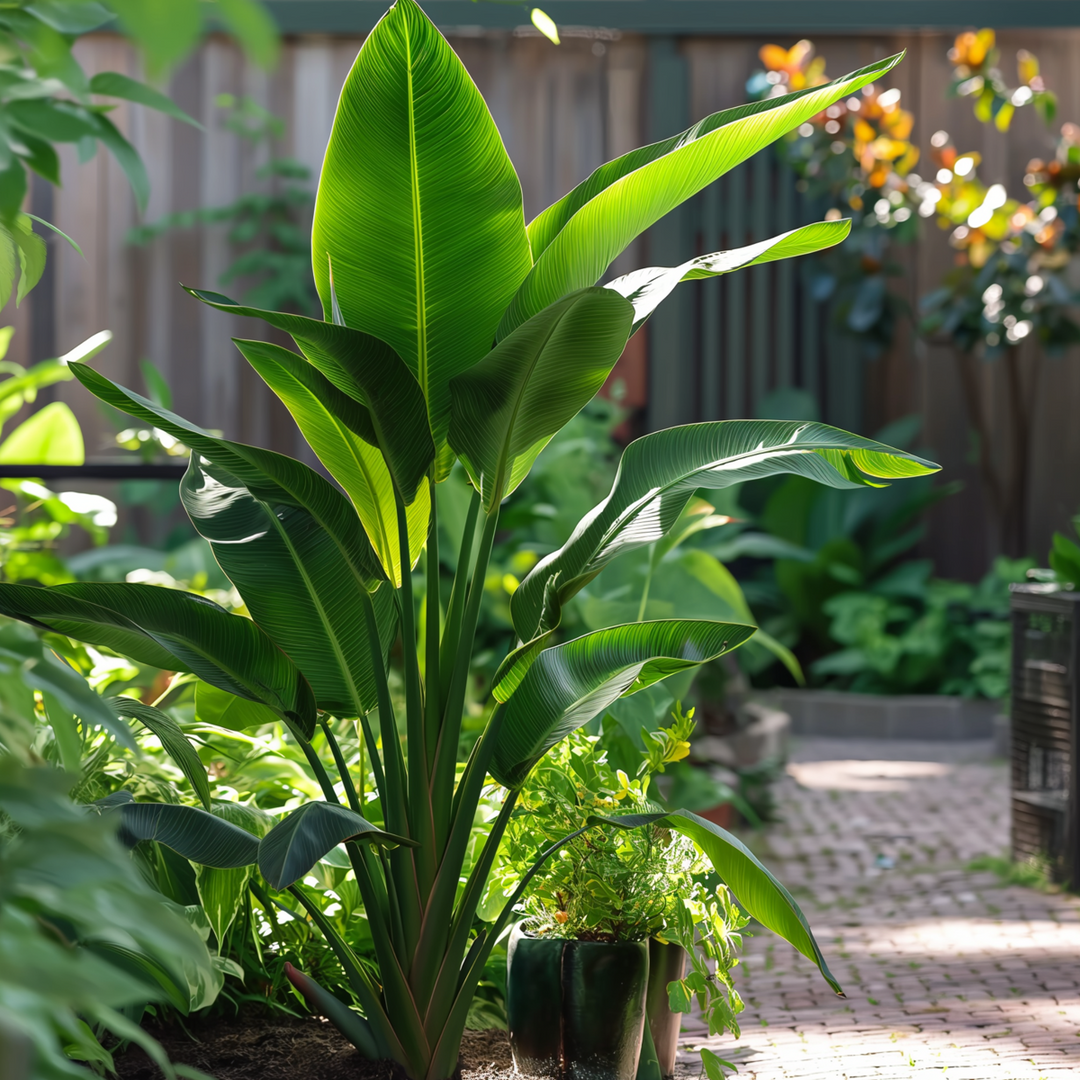 Ravenala madagascariensis - sada 3 kusů - cestovatelská palma