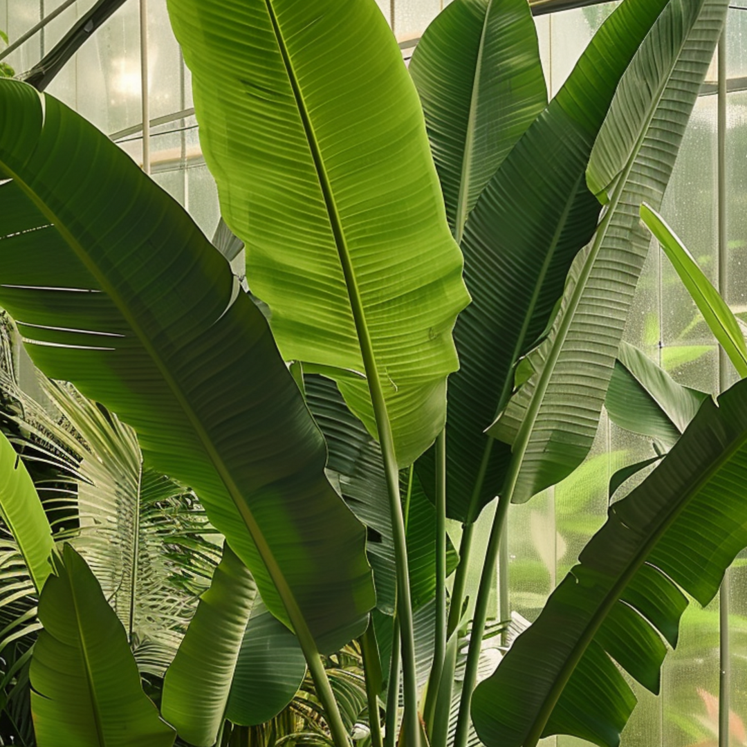 Ravenala madagascariensis - sada 3 kusů - cestovatelská palma
