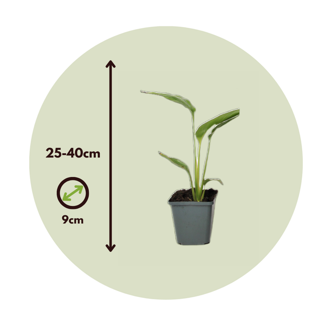 Ravenala madagascariensis - Set od 6 komada - Palma putnika