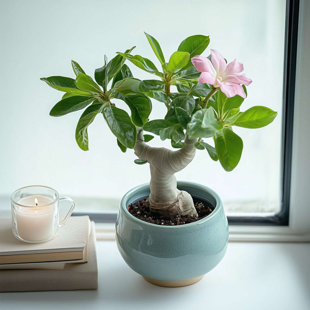 Adenium Obesum - Woestijnroos bloeiend