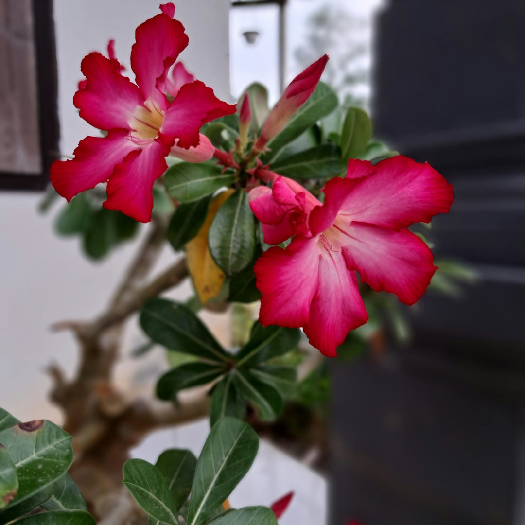 Adenium Obesum - Set van 4 - Woestijnroos bloeiend