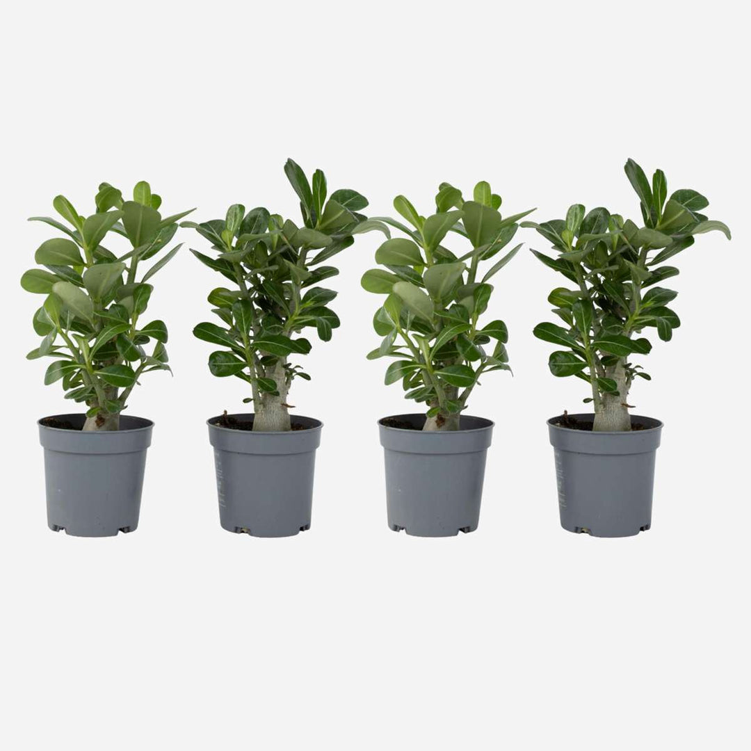 Adenium Obesum - Set van 4 - Woestijnroos bloeiend