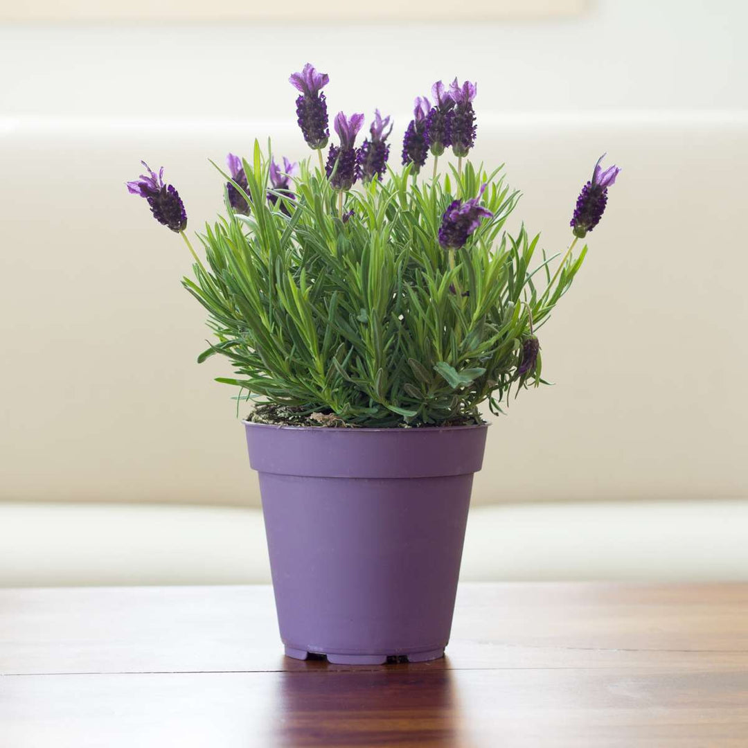 Lavendelplant - Lavandula angustifolia - Set van 6