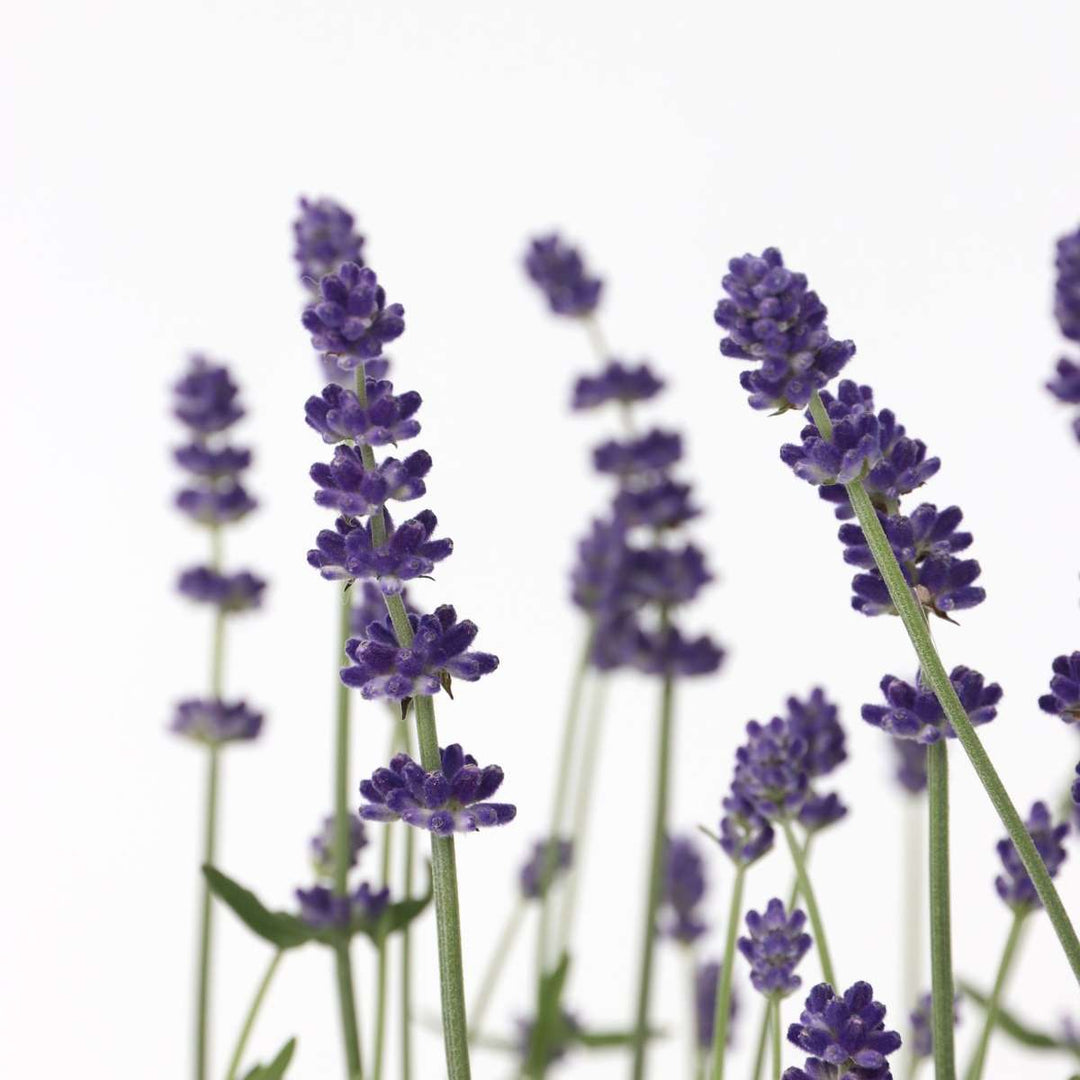 Lavendelplant - Lavandula angustifolia - Set van 6