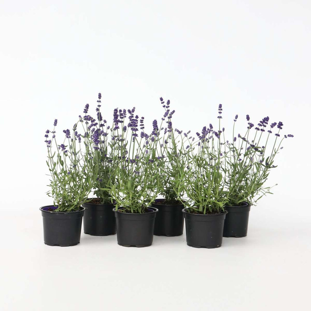 Lavendelplant - Lavandula angustifolia - Set van 6