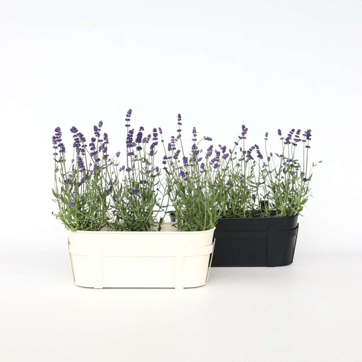 Lavendelplant - Lavandula angustifolia - Set van 6