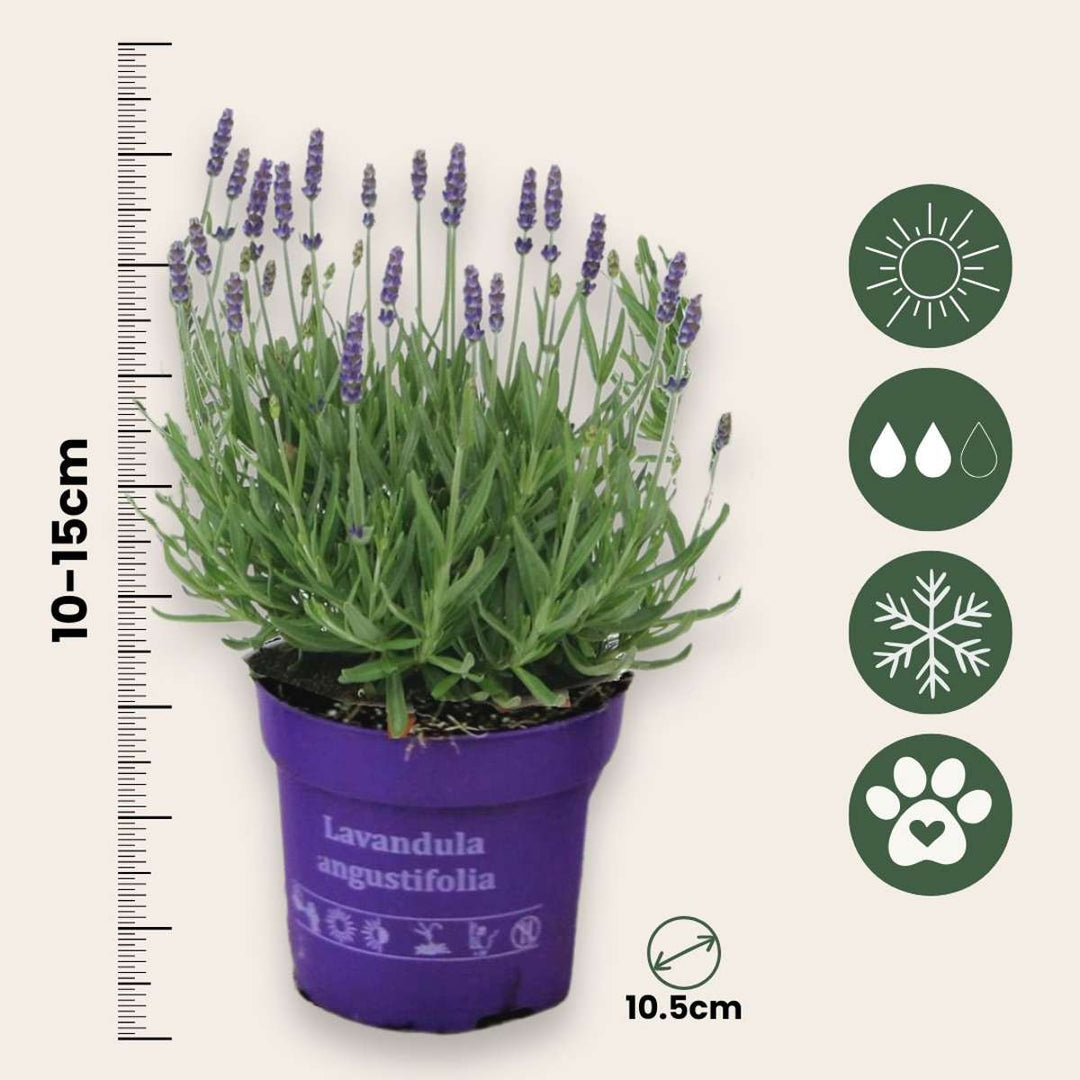 Lavandula angustifolia - set od 6 komada - biljka lavande