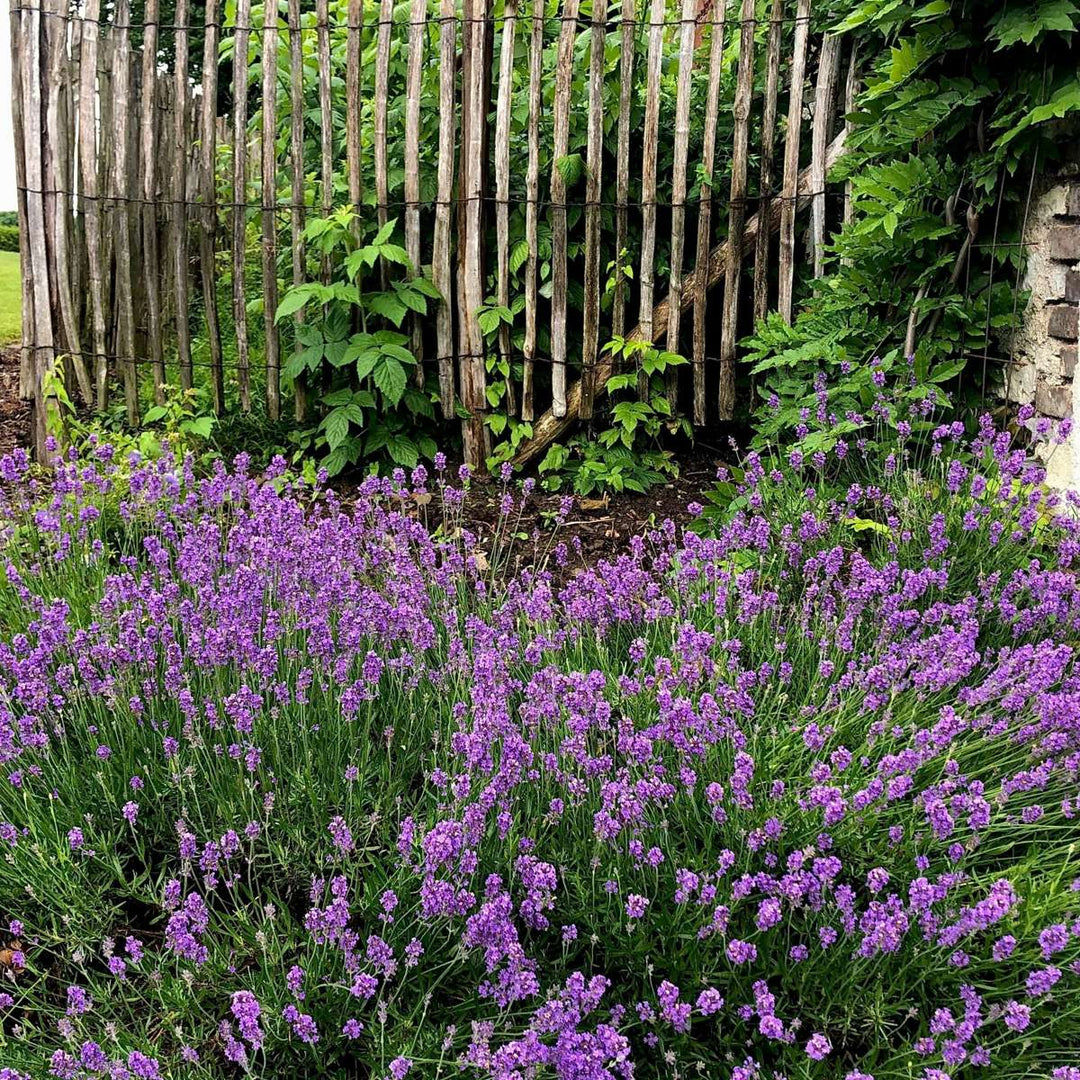 Lavendelplant - Lavandula angustifolia - Set van 12