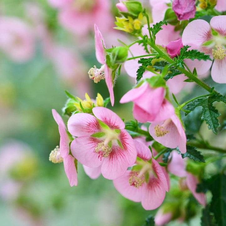 Anisodontea capensis - Kaasjeskruid - Set van 3 - Roze