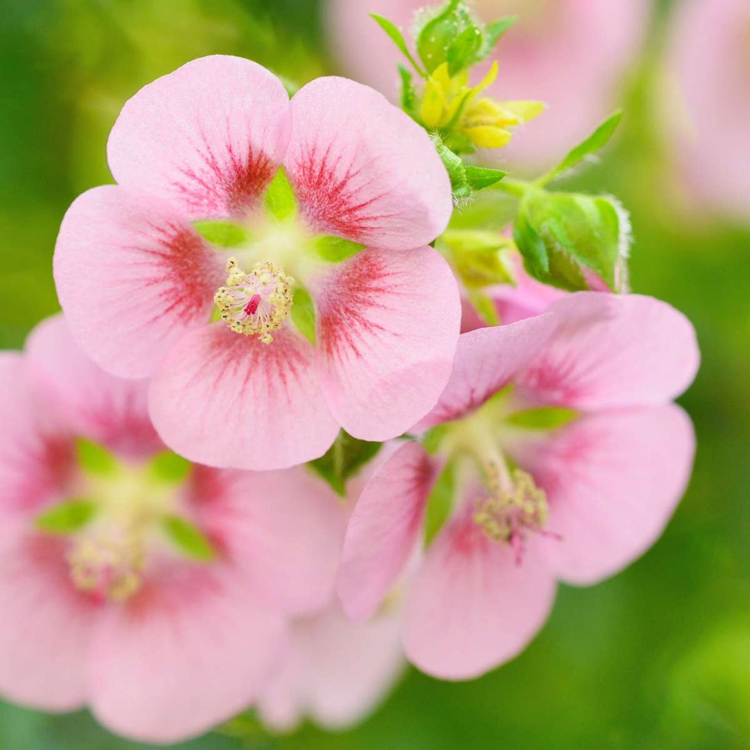 Anisodontea capensis - Kaasjeskruid - Set van 6 - Roze