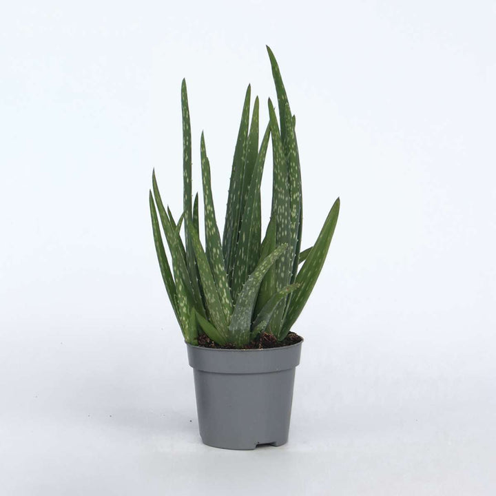 Aloe barbadensis - Aloe Vera