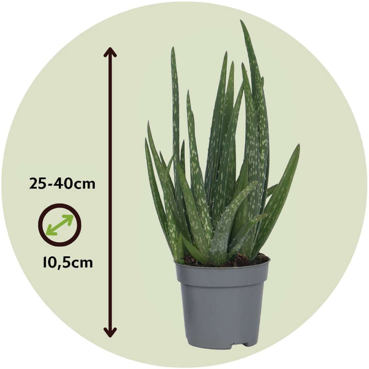 Aloe barbadensis - Aloe Vera