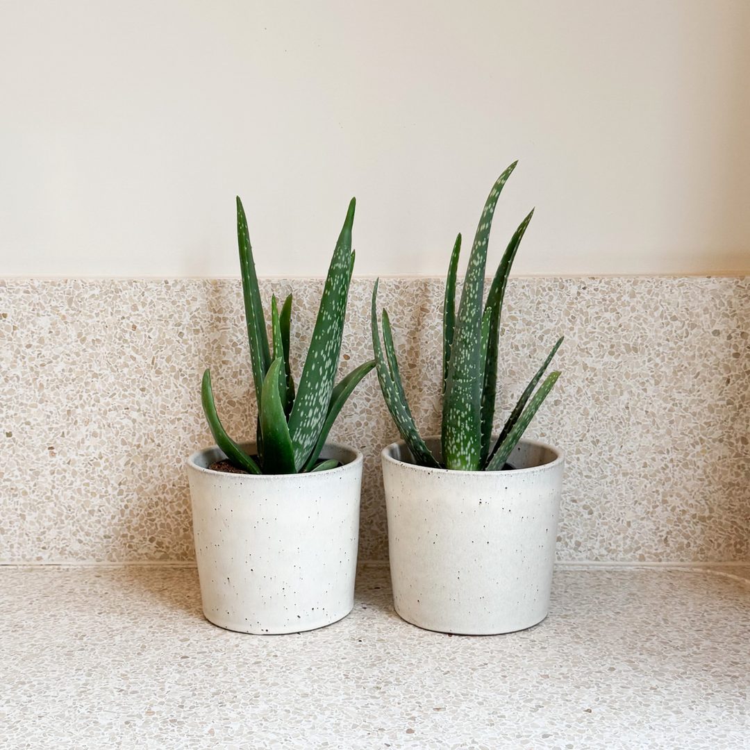 Aloe Vera - Set of 2 - Succulent plant