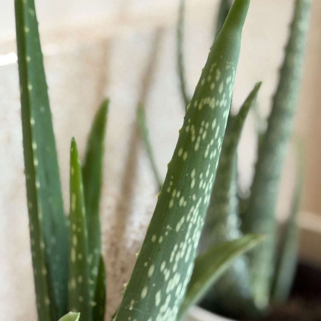 Aloe Vera - Set of 2 - Succulent plant