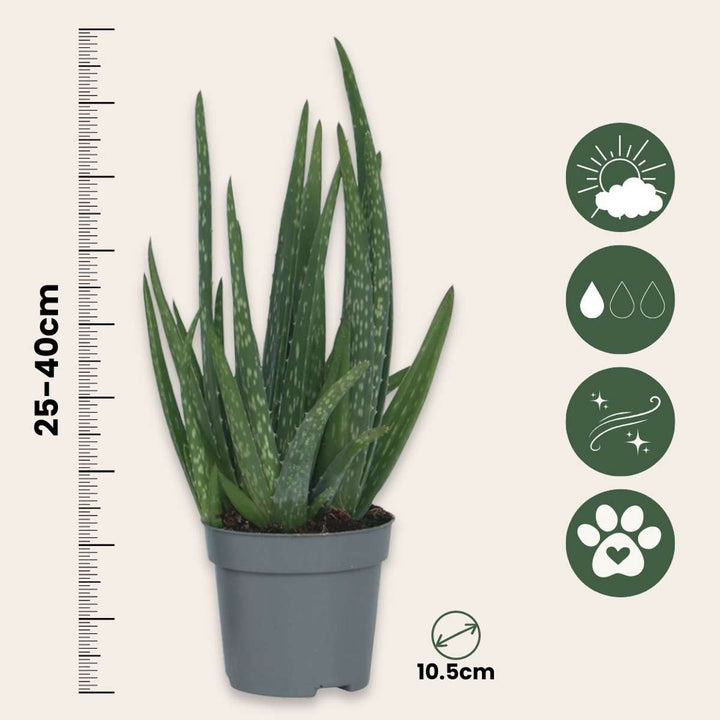Aloe Vera - Sada 2 kusů - Sukulentní rostlina