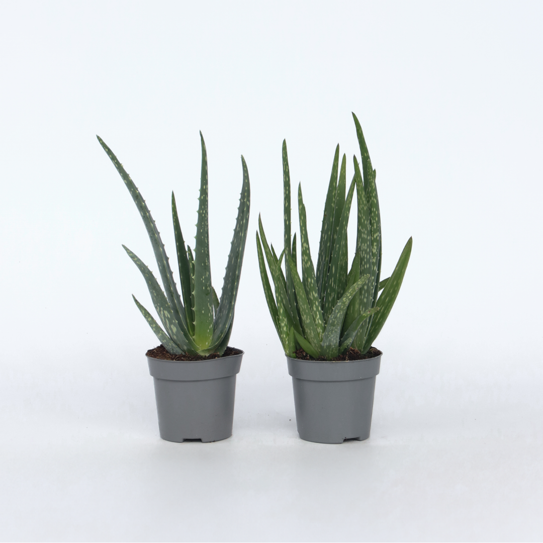 Aloë Vera - Set van 4 - Vetplant