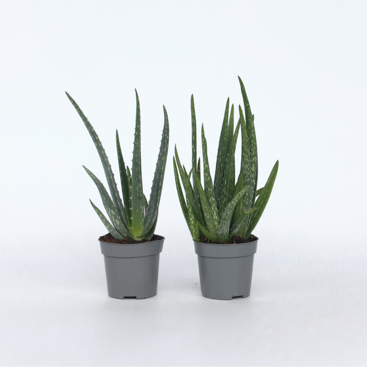 Aloë Vera - Set van 4 - Vetplant