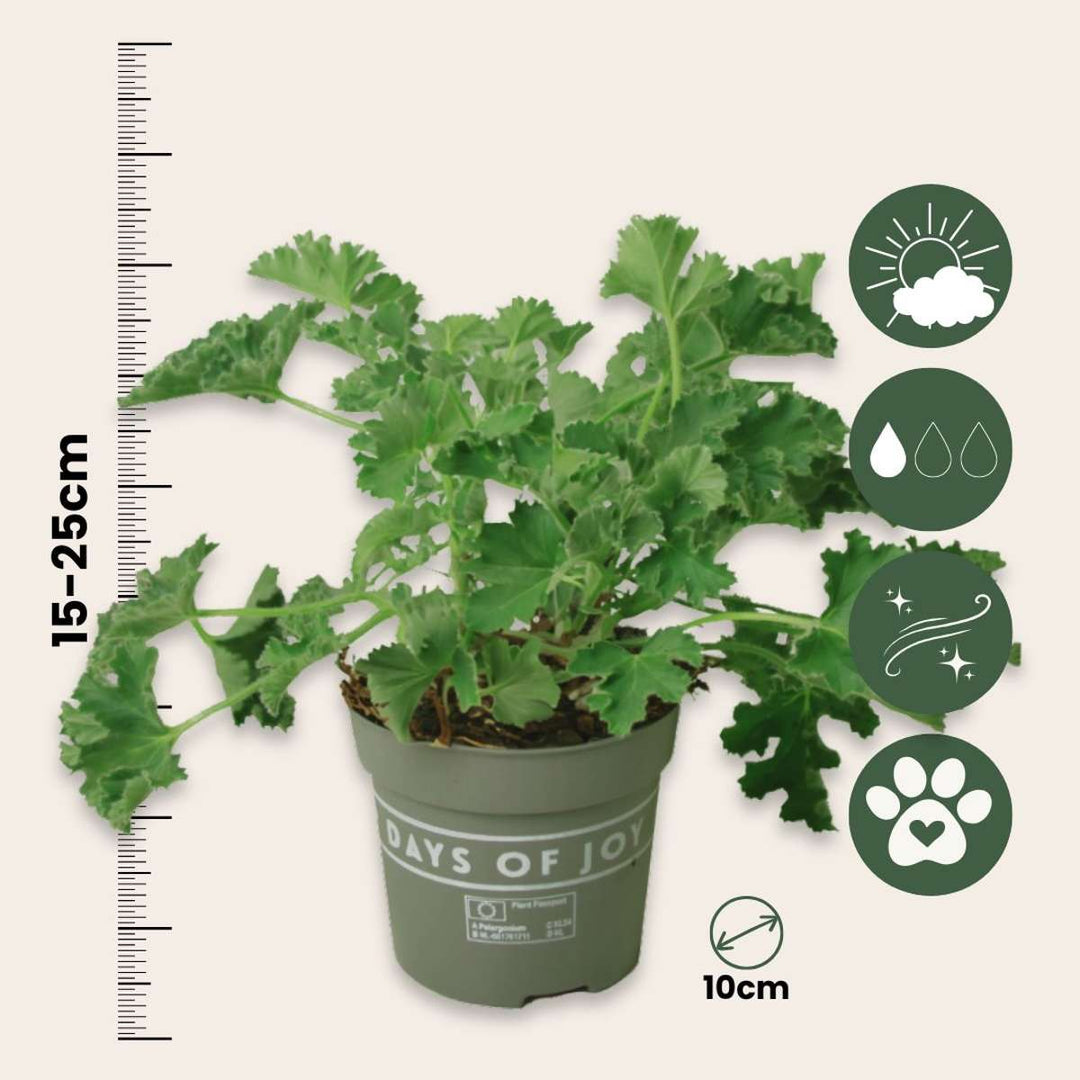 Pelargonium Capitatum 'antikomáří rostlina' - 3 kusy - FloraStore