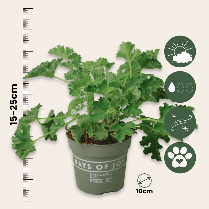 Pelargonium Capitatum 'antikomáří rostlina' - 3 kusy - FloraStore