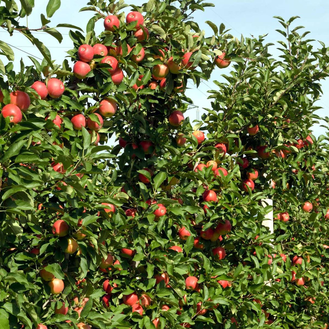 Appelbomen - Set van 3 - Braeburn, Golden Delicious, Gala