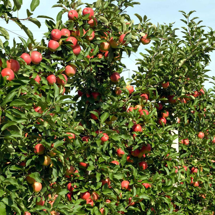 Appelbomen - Set van 6 - Braeburn, Golden Delicious, Gala