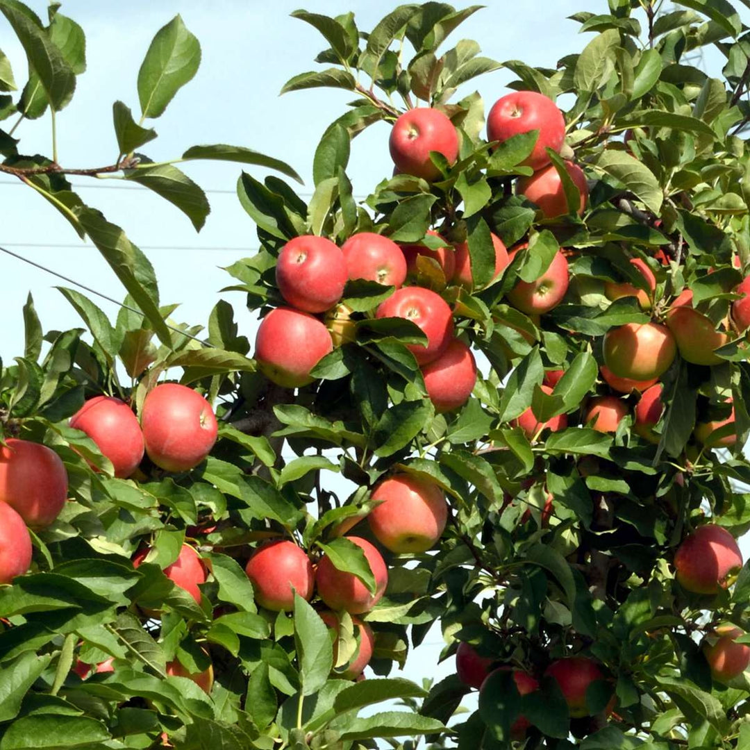 Appelbomen - Set van 6 - Braeburn, Golden Delicious, Gala