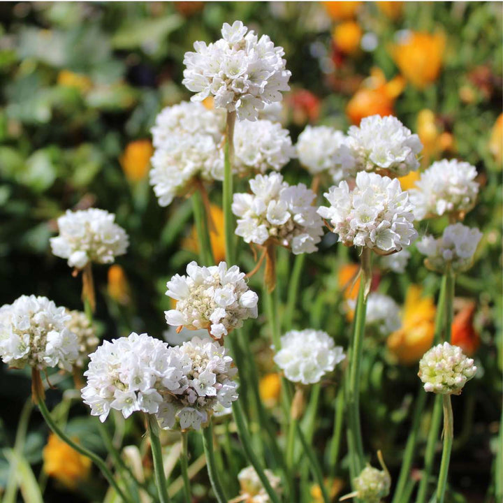 Armeria maritima - Set van 3 - Wit