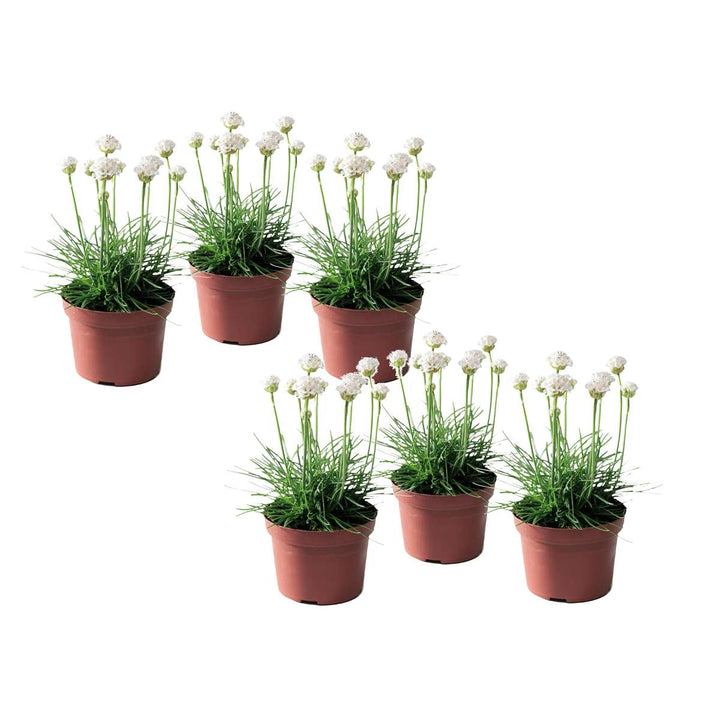 Armeria maritima - Set van 6 - Wit