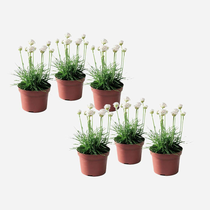 Armeria maritima - set od 6 komada - bijela