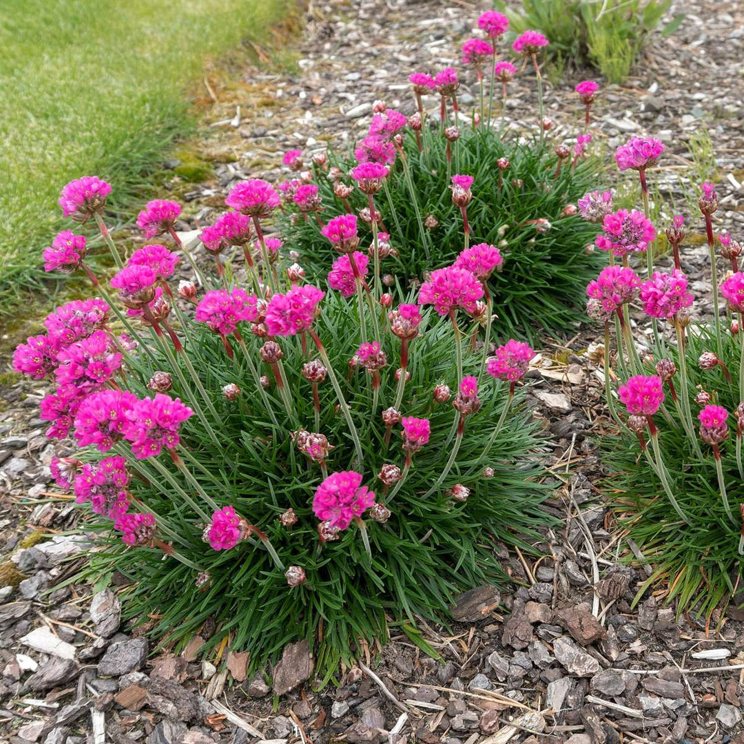 Armeria maritima - Set van 3 - Roze