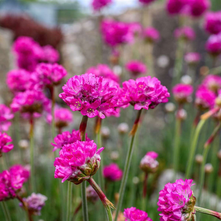 Armeria maritima - Set van 3 - Roze