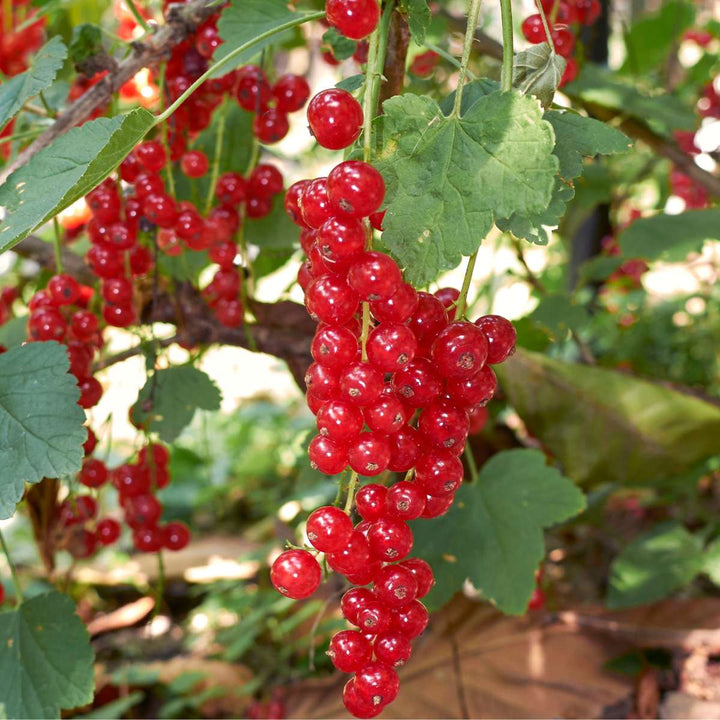 Bessenmix - Mix van 8 - Bessenplanten - Tuinplanten