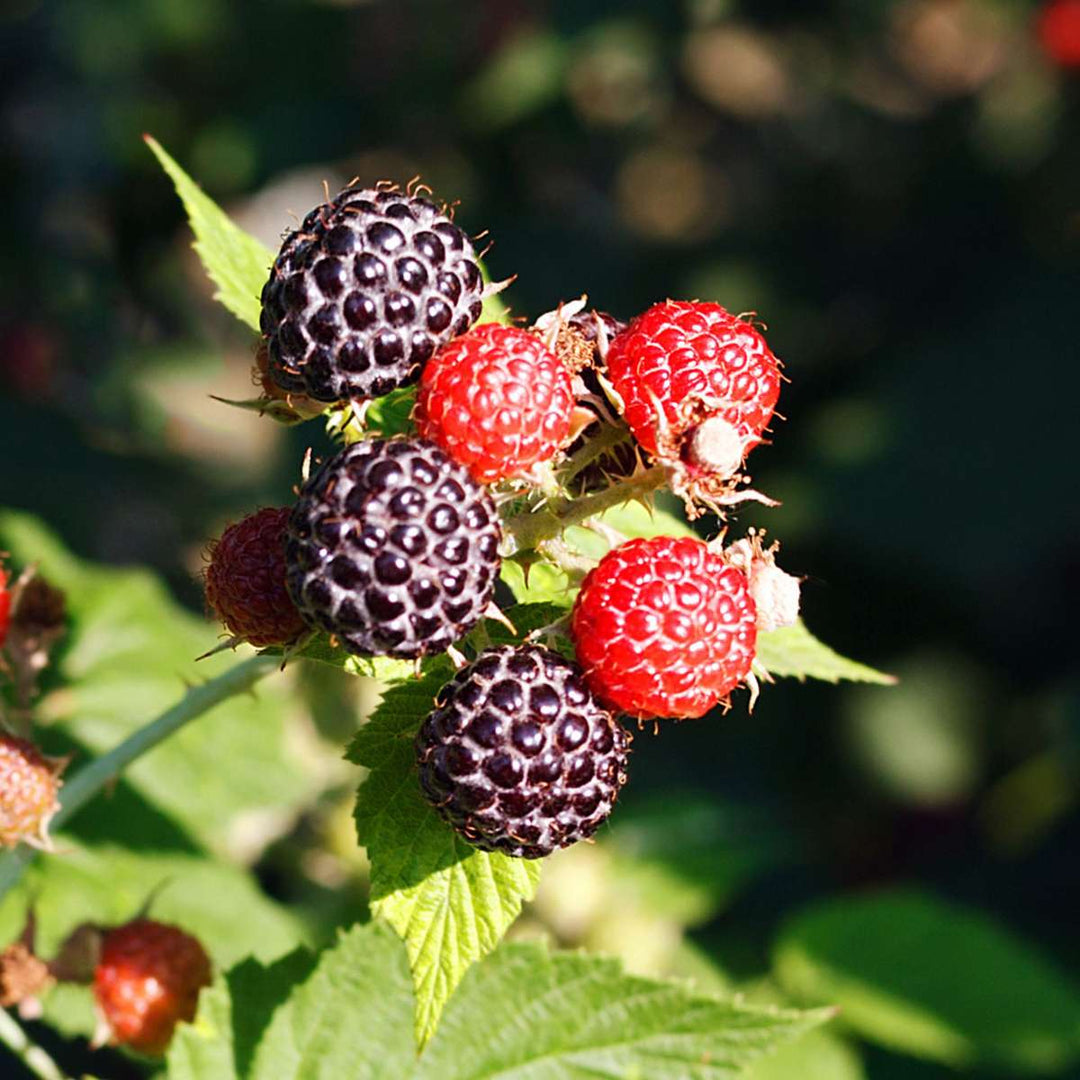 Bessenmix - Mix van 8 - Bessenplanten - Tuinplanten